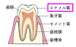 歯の説明　エナメル質